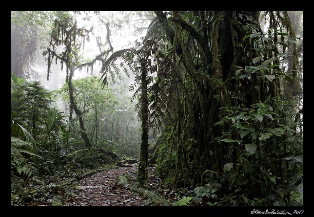 Costa Rica - Monteverde - cloud forest