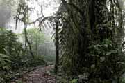 Costa Rica - Monteverde - cloud forest