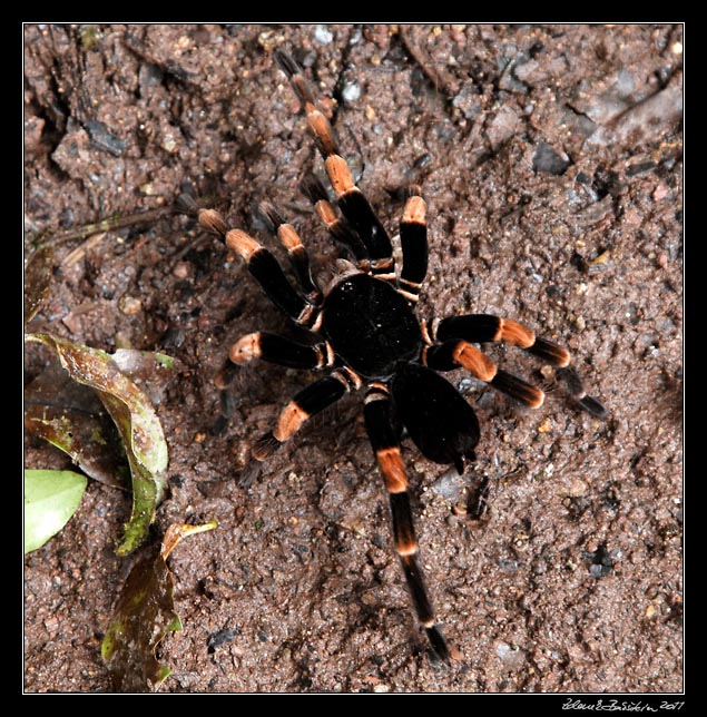 Costa Rica - Monteverde - orange kneed tarantula