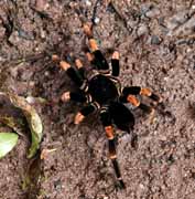 Costa Rica - Monteverde - orange kneed tarantula