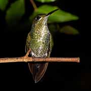 Costa Rica - Monteverde - hummingbird