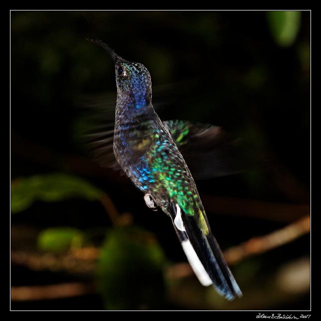 Costa Rica - Monteverde - hummingbird