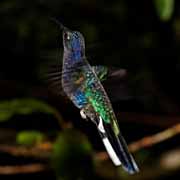 Costa Rica - Monteverde - hummingbird