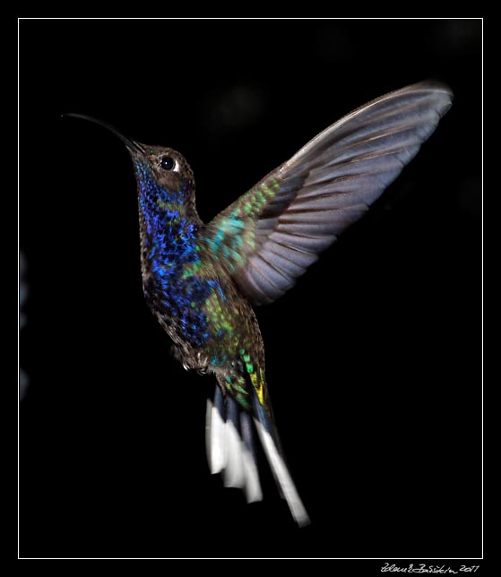 Costa Rica - Monteverde - violet sabrewing