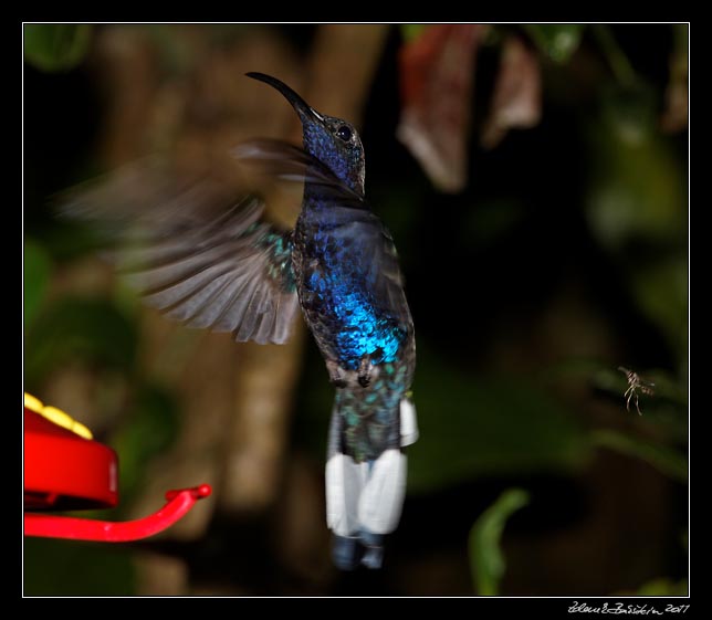 Costa Rica - Monteverde - violet sabrewing