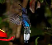 Costa Rica - Monteverde - violet sabrewing