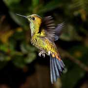 Costa Rica - Monteverde - hummingbird