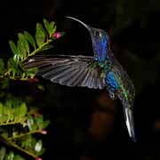 Costa Rica - Monteverde - violet sabrewing