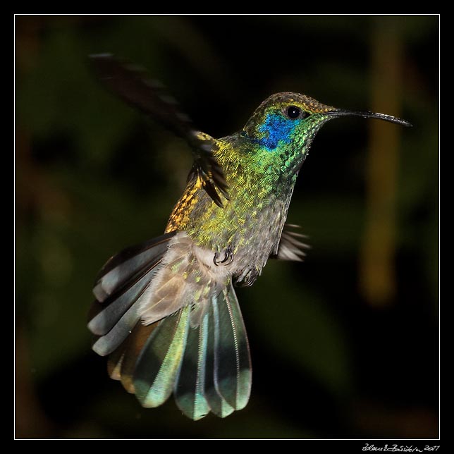 Costa Rica - Monteverde - hummingbird