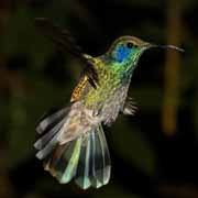 Costa Rica - Monteverde - hummingbird