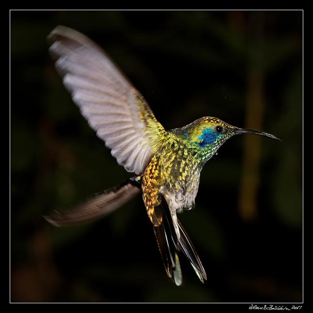 Costa Rica - Monteverde - hummingbird