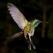 Costa Rica - Monteverde - hummingbird