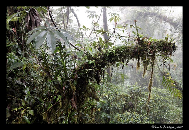 Costa Rica - Monteverde - cloud forest