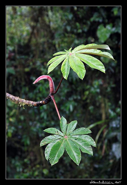 Costa Rica - Monteverde -