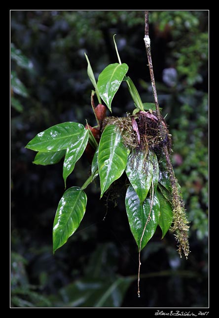 Costa Rica - Monteverde -