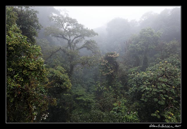 Costa Rica - Monteverde - cloud forest (Selvatura Park)