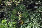 Costa Rica - Monteverde - (from a hanging bridge)