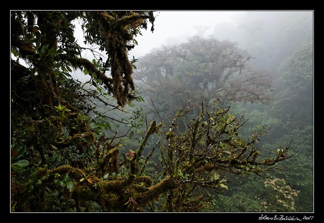 Costa Rica - Monteverde - cloud forest (Selvatura Park)