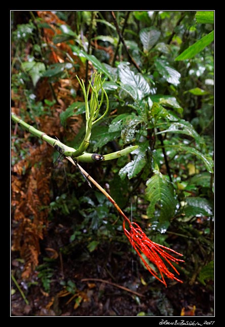 Costa Rica - Monteverde -