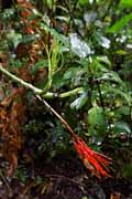 Costa Rica - Monteverde -