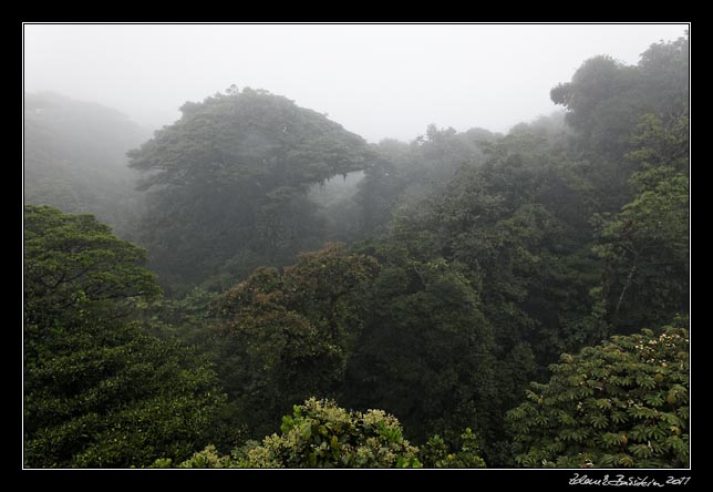 Costa Rica - Monteverde - cloud forest (Selvatura Park)