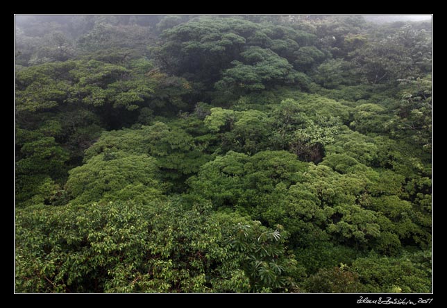 Costa Rica - Monteverde - (view from a hanging bridge)