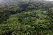 Costa Rica - Monteverde - (view from a hanging bridge)