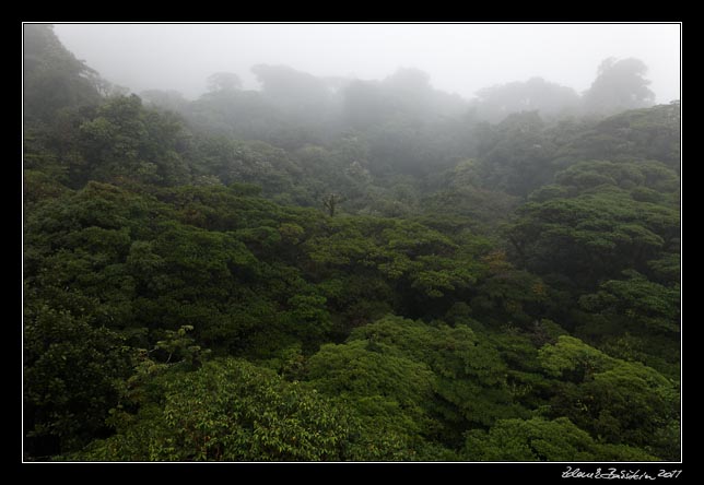 Costa Rica - Monteverde - cloud forest (Selvatura Park)