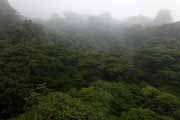 Costa Rica - Monteverde - cloud forest (Selvatura Park)