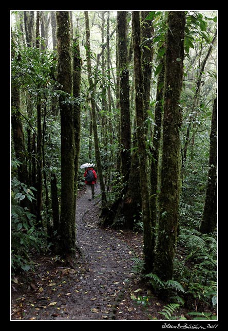 Costa Rica - Monteverde -