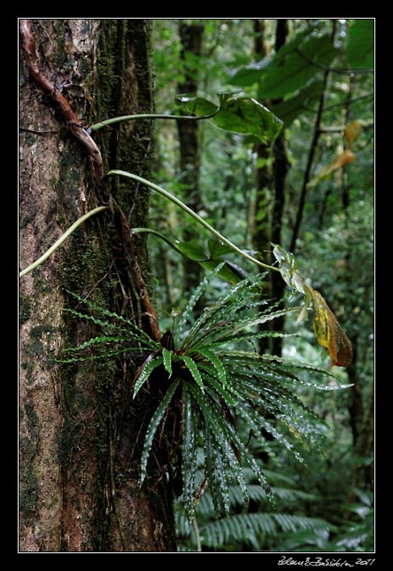 Costa Rica - Monteverde -