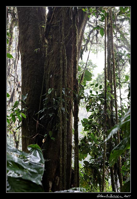 Costa Rica - Monteverde -