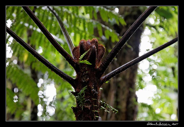 Costa Rica - Monteverde -