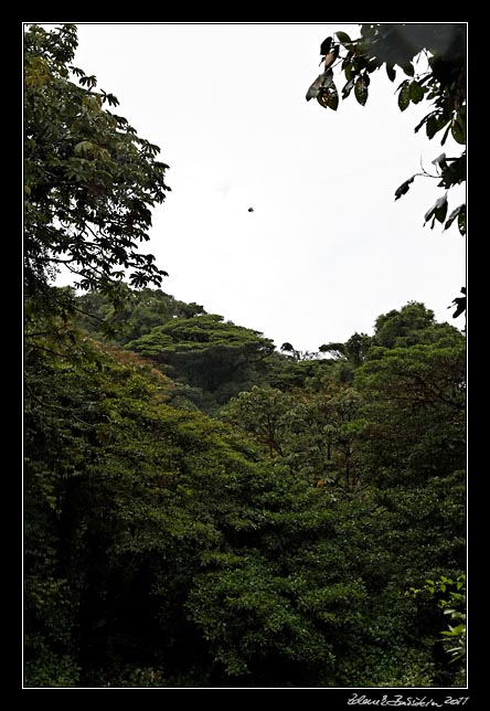 Costa Rica - Monteverde - zip line (Selvatura Park)