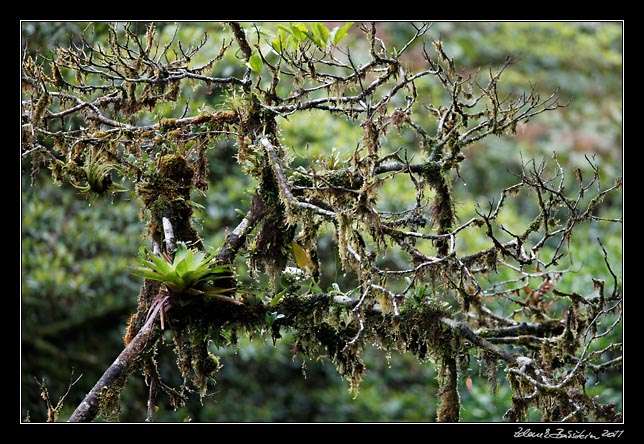 Costa Rica - Monteverde -