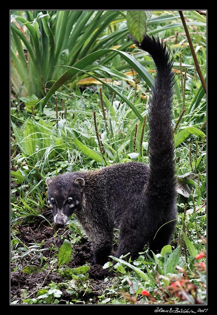 Costa Rica - Monteverde - white nosed coati