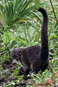 Costa Rica - Monteverde - white nosed coati