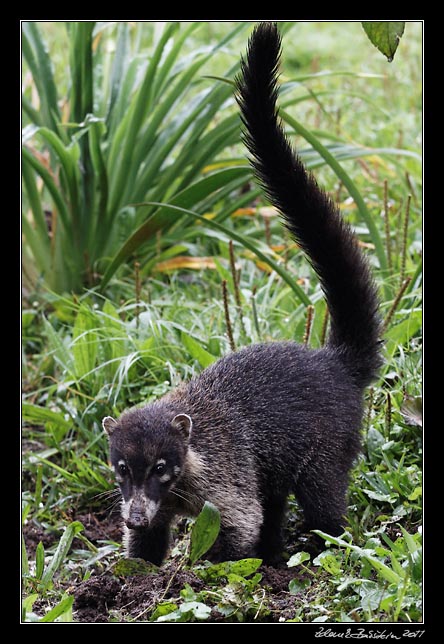 Costa Rica - Monteverde - white nosed coati