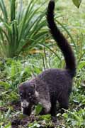 Costa Rica - Monteverde - white nosed coati