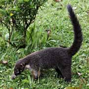 Costa Rica - Monteverde - white nosed coati