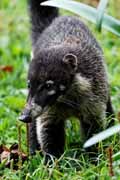 Costa Rica - Monteverde - white nosed coati