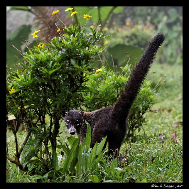 Costa Rica - Monteverde - white nosed coati