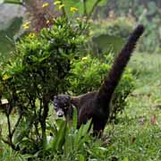 Costa Rica - Monteverde - white nosed coati