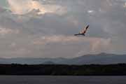 Costa Rica - Nicoya peninsula - brown pelican