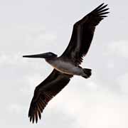 Costa Rica - Nicoya peninsula - brown pelican