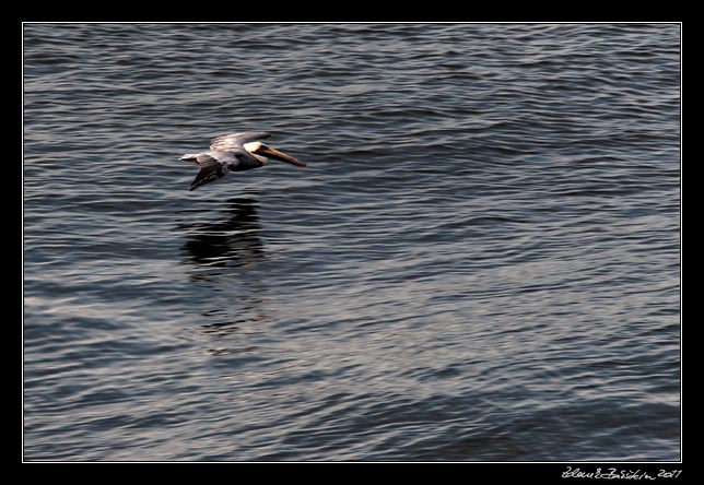 Costa Rica - Nicoya peninsula - brown pelican