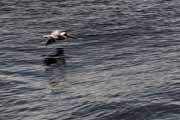 Costa Rica - Nicoya peninsula - brown pelican