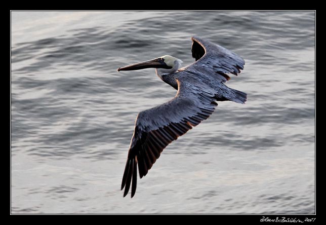 Costa Rica - Nicoya peninsula - brown pelican