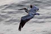 Costa Rica - Nicoya peninsula - brown pelican