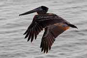 Costa Rica - Nicoya peninsula - brown pelican